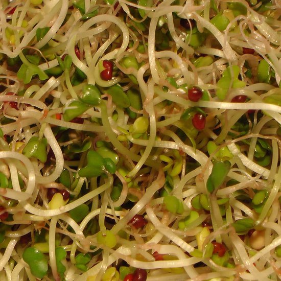 Broccolikers zaden