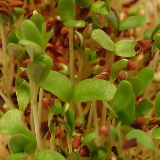 Alfalfa zaden